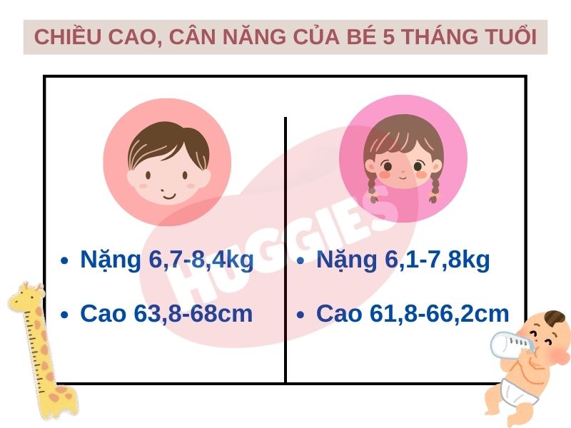 chiều cao, cân nặng của trẻ 5 tháng tuổi