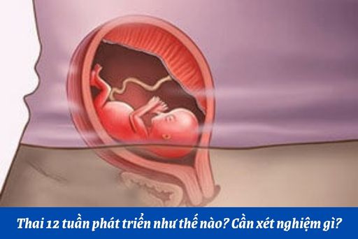 Những thay đổi của thai nhi tuần thứ 12