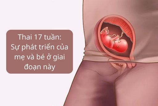 Những thay đổi của thai nhi tuần thứ 17