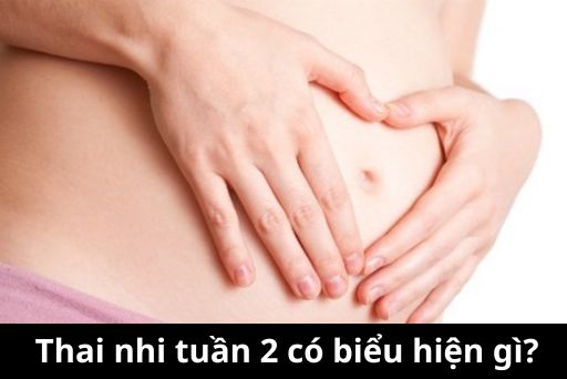 Những thay đổi của thai nhi tuần thứ 2