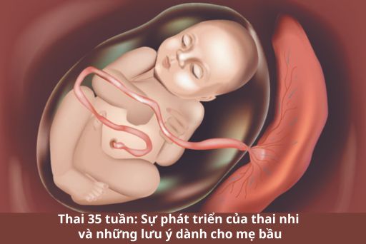 Những thay đổi thai nhi tuần thứ 35