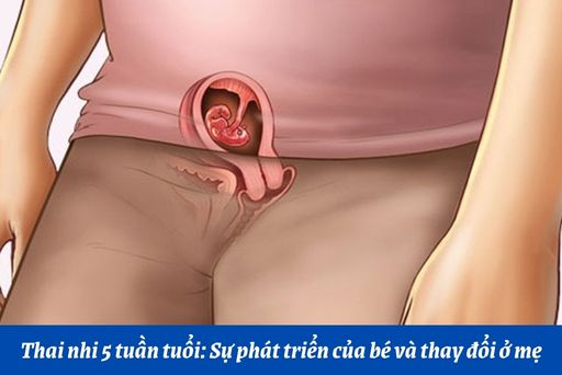 Những thay đổi của thai nhi tuần thứ 5