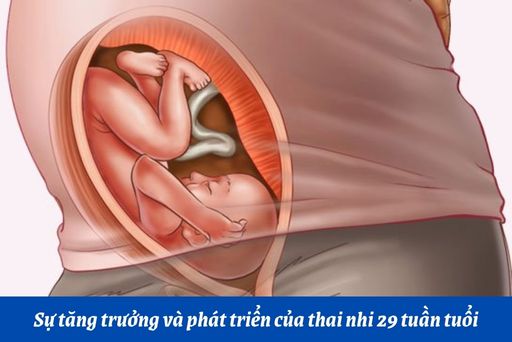 Những thay đổi thai nhi tuần thứ 29