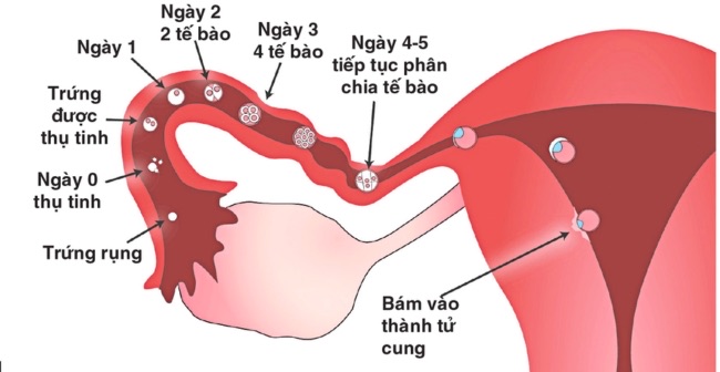 Tại sao cần phải tìm ra được thời điểm rụng trứng?