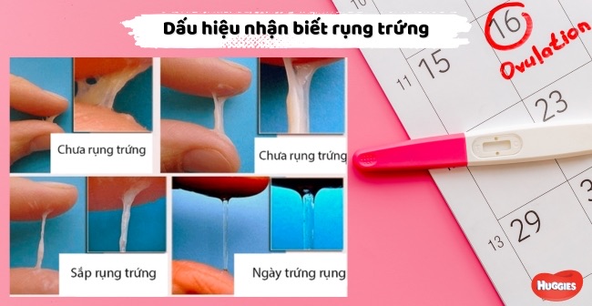 Cách tính ngày rụng trứng theo chu kỳ kinh nguyệt