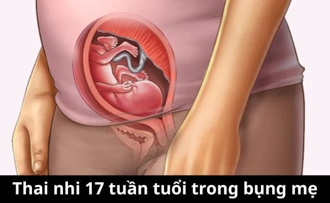 Thai 17 tuần tuổi trong bụng mẹ (Nguồn: Sưu tầm) 