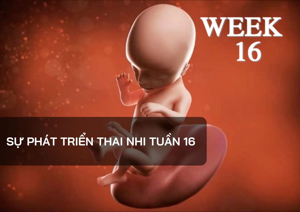 Những thay đổi của thai nhi tuần thứ 16