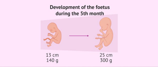 Thai nhi tuần 20 có cân nặng trung bình khoảng 300 gram và có chiều dài từ đỉnh đầu đến gót chân khoảng 25cm (Nguồn: Sưu tầm)