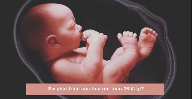 Thai nhi tuần 26 có cân nặng trung bình của bé khoảng 900 gram