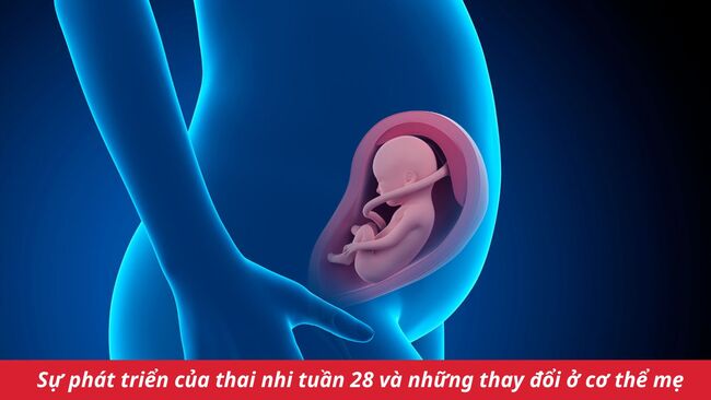 Những thay đổi thai nhi tuần thứ 28