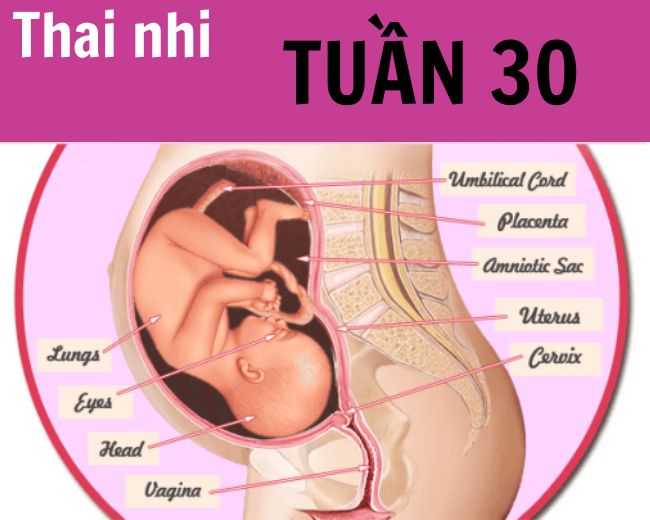 Những thay đổi thai nhi tuần thứ 30